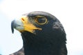 Verreaux's Eagle