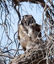 Verreaux`s Giant Eagle-Owl Royalty Free Stock Photo