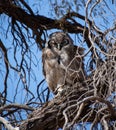 Verreaux`s Giant Eagle-Owl Royalty Free Stock Photo