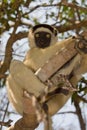 Verreaux's Sifaka