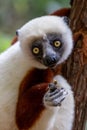 Verreaux`s sifaka close up Propithecus verreauxi, Andasibe National Park, Madagascar Royalty Free Stock Photo