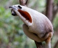 Verreaux`s sifaka close up Propithecus verreauxi, Andasibe National Park, Madagascar Royalty Free Stock Photo