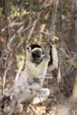 Verreaux`s sifaka, propithecus verreauxi, white sifaka