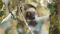 Verreaux's Sifaka Lemur Portrait On A Nature Forest Park