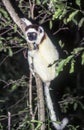 Verreaux`s Sifaka Lemur Royalty Free Stock Photo