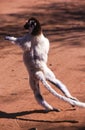 Verreaux`s Sifaka Lemur Royalty Free Stock Photo