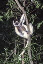 Verreaux`s Sifaka Lemur Royalty Free Stock Photo