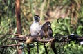 Verreaux`s Sifaka Lemur Royalty Free Stock Photo