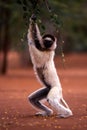 Verreaux's Sifaka Lemur