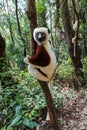 Verreaux`s sifaka perched on a tree in the forest, Propithecus verreauxi, Andasibe National Park, Madagascar Royalty Free Stock Photo