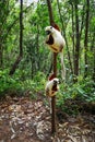 Verreaux`s sifaka perched on a tree in the forest, Propithecus verreauxi, Andasibe National Park, Madagascar Royalty Free Stock Photo