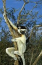 Verreaux`s Sifaka, propithecus verreauxi, Adult hanging from branch, Berenty Reserve, Madagascar Royalty Free Stock Photo