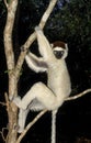 VERREAUX`S SIFAKA propithecus verreauxi, ADULT HANGING IN TREE, BERENTY RESERVE IN MADAGASCAR Royalty Free Stock Photo