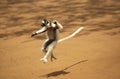 Verreaux`s Sifaka, propithecus verreauxi, Adult Hopping across open Ground, Berent Reserve in Madagascar Royalty Free Stock Photo