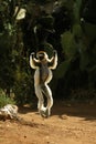 Verreaux`s Sifaka, propithecus verreauxi, Adult hopping across open ground, Berenty Reserve, Madagascar Royalty Free Stock Photo
