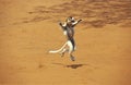 VERREAUX`S SIFAKA propithecus verreauxi, ADULT HOPPING ACROSS OPEN GROUND, BERENTY RESERVE, MADAGASCAR Royalty Free Stock Photo