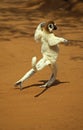 VERREAUX`S SIFAKA propithecus verreauxi, ADULT HOPPING ACROSS OPEN GROUND, BERENTY RESERVE, MADAGASCAR Royalty Free Stock Photo