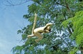 Verreaux`s Sifaka, propithecus verreauxi, Adult Jumping, Madagascar Royalty Free Stock Photo