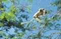 Verreaux`s Sifaka, propithecus verreauxi, Adult Jumping to another Branch, Berent Reserve in Madagascar Royalty Free Stock Photo