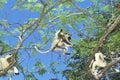 Verreaux`s Sifaka, propithecus verreauxi, Adult leaping from Branch, Berent Reserve in Madagascar Royalty Free Stock Photo