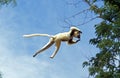 VERREAUX`S SIFAKA propithecus verreauxi, ADULT LEAPING FROM TREE, BERENTY RESERVE, MADAGASCAR Royalty Free Stock Photo