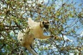 Verreaux`s Sifaka, propithecus verreauxi, Adult standing in tree, Berenty Reserve, Madagascar Royalty Free Stock Photo