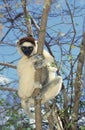 VERREAUX`S SIFAKA propithecus verreauxi, ADULT STANDING IN TREE, BERENTY RESERVE, MADAGASCAR Royalty Free Stock Photo