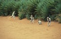 Verreaux`s Sifaka, propithecus verreauxi, Adults Hopping across open Ground, Berent Reserve in Madagascar Royalty Free Stock Photo