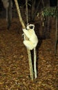 VERREAUX`S SIFAKA propithecus verreauxi, BERENTY RESERVE, MADAGASCAR Royalty Free Stock Photo