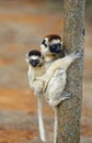 VERREAUX`S SIFAKA propithecus verreauxi, FEMALE CARRYING YOUNG ON ITS BACK, BERENTY RESERVE IN MADAGASCAR