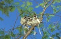 Verreaux`s Sifaka, propithecus verreauxi, Group standing in Tree, Berent Reserve in Madagascar Royalty Free Stock Photo