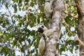 Verreaux's Sifaka (propithecus verreauxi) lemur, Madagascar Royalty Free Stock Photo