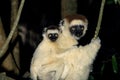 VERREAUX`S SIFAKA propithecus verreauxi, MOTHER WITH BABY ON ITS BACK, BERENTY RESERVE, MADAGASCAR Royalty Free Stock Photo