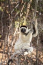 Verreaux`s sifaka, propithecus verreauxi, white sifaka