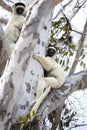 Verreaux`s sifaka, propithecus verreauxi, white sifaka