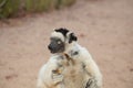 Verreaux\'s white sifaka with dark head Madagascar island fauna