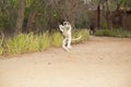 Verreaux\'s white sifaka with dark head Madagascar island fauna