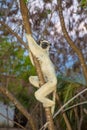 Verreaux\'s white sifaka with dark head Madagascar island fauna