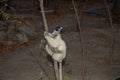 Verreaux\'s white sifaka with dark head Madagascar island fauna