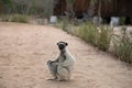 Verreaux\'s white sifaka with dark head Madagascar island fauna