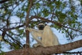 Verreaux\'s white sifaka with dark head Madagascar island fauna