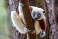 Verreaux sifaka close up Propithecus verreauxi, Andasibe National Park, Madagascar Royalty Free Stock Photo