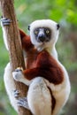 Verreaux sifaka close up, Propithecus verreauxi, Andasibe National Park, Madagascar Royalty Free Stock Photo