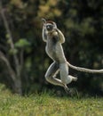 Verreaux Sifaka hopping bipedally in a forward and sideways movement in Madagascar Royalty Free Stock Photo