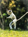 Verreaux Sifaka hopping bipedally in a forward and sideways movement in Madagascar Royalty Free Stock Photo