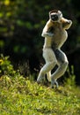 Verreaux Sifaka hopping bipedally in a forward and sideways movement in Madagascar