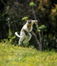 Verreaux Sifaka hopping forward and sideways in Madagascar Royalty Free Stock Photo