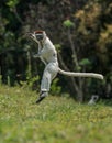 Verreaux Sifaka hopping forward and sideways in Madagascar Royalty Free Stock Photo