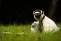 Verreaux Sifaka lemur in Madagascar Royalty Free Stock Photo