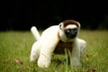 Verreaux Sifaka Lemur in Madagascar Royalty Free Stock Photo